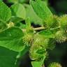 Fotografia 11 da espécie Arctium minus do Jardim Botânico UTAD