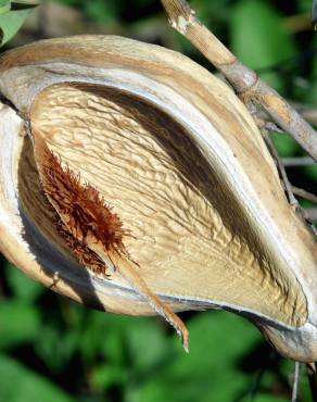 Fotografia 7 da espécie Araujia sericifera no Jardim Botânico UTAD