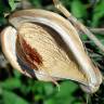 Fotografia 7 da espécie Araujia sericifera do Jardim Botânico UTAD