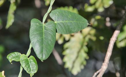 Fotografia da espécie Araujia sericifera