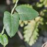 Fotografia 8 da espécie Araujia sericifera do Jardim Botânico UTAD