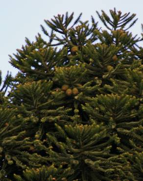 Fotografia 3 da espécie Araucaria bidwillii no Jardim Botânico UTAD