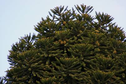 Fotografia da espécie Araucaria bidwillii