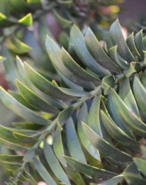 Fotografia 5 da espécie Araucaria bidwillii no Jardim Botânico UTAD