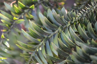 Fotografia da espécie Araucaria bidwillii