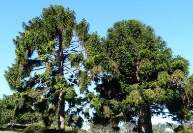 Fotografia da espécie Araucaria bidwillii