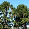 Fotografia 6 da espécie Araucaria bidwillii do Jardim Botânico UTAD