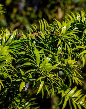 Fotografia 9 da espécie Araucaria bidwillii no Jardim Botânico UTAD