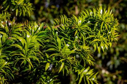 Fotografia da espécie Araucaria bidwillii