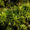 Fotografia 9 da espécie Araucaria bidwillii do Jardim Botânico UTAD