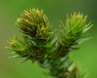 Fotografia da espécie Araucaria bidwillii