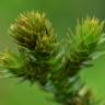 Fotografia 10 da espécie Araucaria bidwillii do Jardim Botânico UTAD