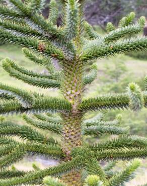 Fotografia 5 da espécie Araucaria araucana no Jardim Botânico UTAD