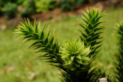 Fotografia da espécie Araucaria araucana