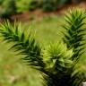 Fotografia 6 da espécie Araucaria araucana do Jardim Botânico UTAD