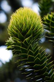 Fotografia da espécie Araucaria araucana