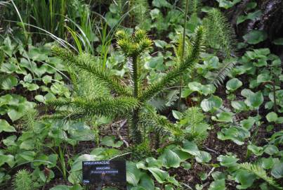 Fotografia da espécie Araucaria araucana