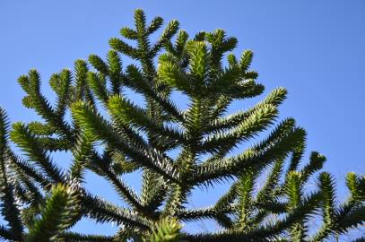 Fotografia da espécie Araucaria araucana