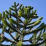 Fotografia 10 da espécie Araucaria araucana do Jardim Botânico UTAD