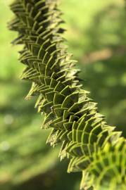 Fotografia da espécie Araucaria araucana