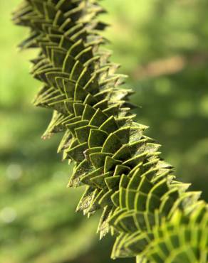 Fotografia 11 da espécie Araucaria araucana no Jardim Botânico UTAD