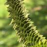 Fotografia 11 da espécie Araucaria araucana do Jardim Botânico UTAD