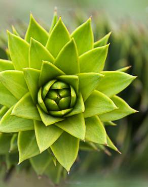 Fotografia 12 da espécie Araucaria araucana no Jardim Botânico UTAD