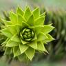 Fotografia 12 da espécie Araucaria araucana do Jardim Botânico UTAD