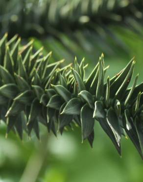 Fotografia 13 da espécie Araucaria araucana no Jardim Botânico UTAD