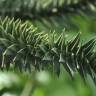 Fotografia 13 da espécie Araucaria araucana do Jardim Botânico UTAD