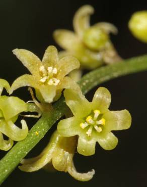 Fotografia 7 da espécie Dioscorea communis no Jardim Botânico UTAD