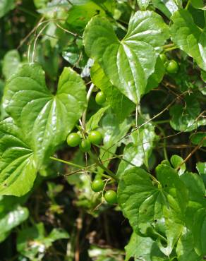 Fotografia 12 da espécie Dioscorea communis no Jardim Botânico UTAD