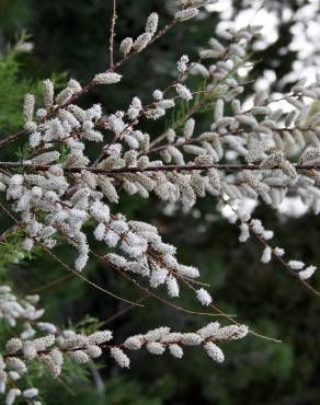 Fotografia 1 da espécie Tamarix canariensis no Jardim Botânico UTAD