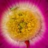 Fotografia 7 da espécie Carpobrotus edulis do Jardim Botânico UTAD