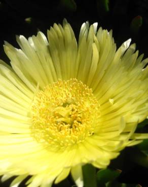 Fotografia 8 da espécie Carpobrotus edulis no Jardim Botânico UTAD