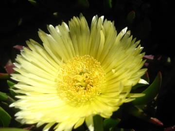 Fotografia da espécie Carpobrotus edulis