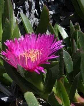 Fotografia 9 da espécie Carpobrotus edulis no Jardim Botânico UTAD