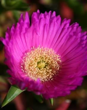 Fotografia 10 da espécie Carpobrotus edulis no Jardim Botânico UTAD