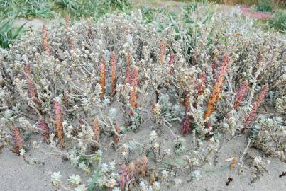 Fotografia da espécie Achillea maritima