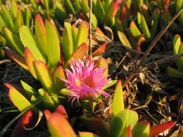 Fotografia da espécie Carpobrotus edulis