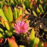 Fotografia 11 da espécie Carpobrotus edulis do Jardim Botânico UTAD