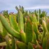 Fotografia 12 da espécie Carpobrotus edulis do Jardim Botânico UTAD