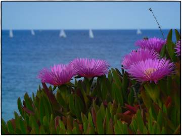 Fotografia da espécie Carpobrotus edulis