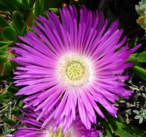 Fotografia da espécie Carpobrotus edulis