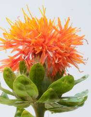 Carthamus tinctorius