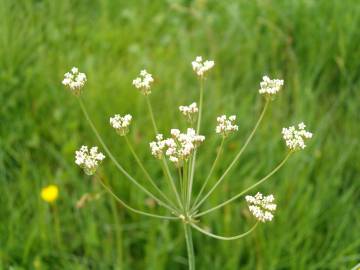 Fotografia da espécie Carum verticillatum