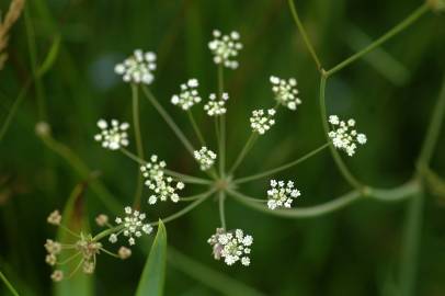 Fotografia da espécie Carum verticillatum