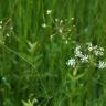 Fotografia 12 da espécie Carum verticillatum do Jardim Botânico UTAD