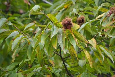 Fotografia da espécie Castanea crenata