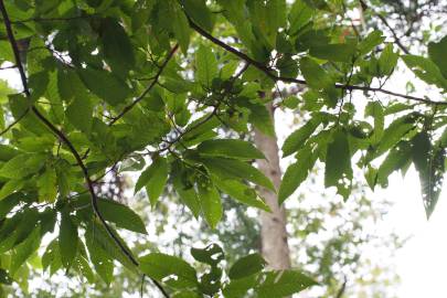 Fotografia da espécie Castanea crenata